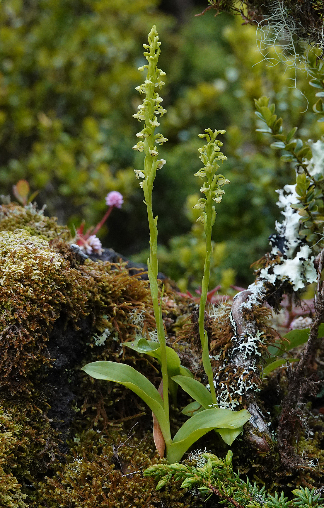 Platanthera pollostantha