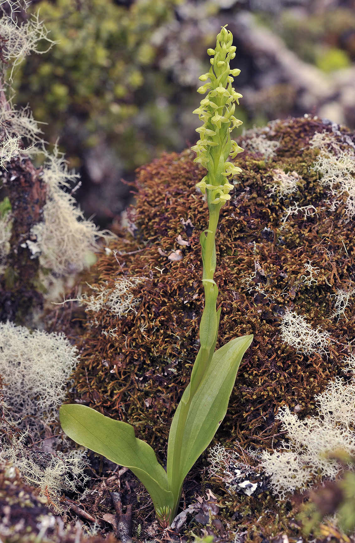 Platanthera pollostantha.8.jpg