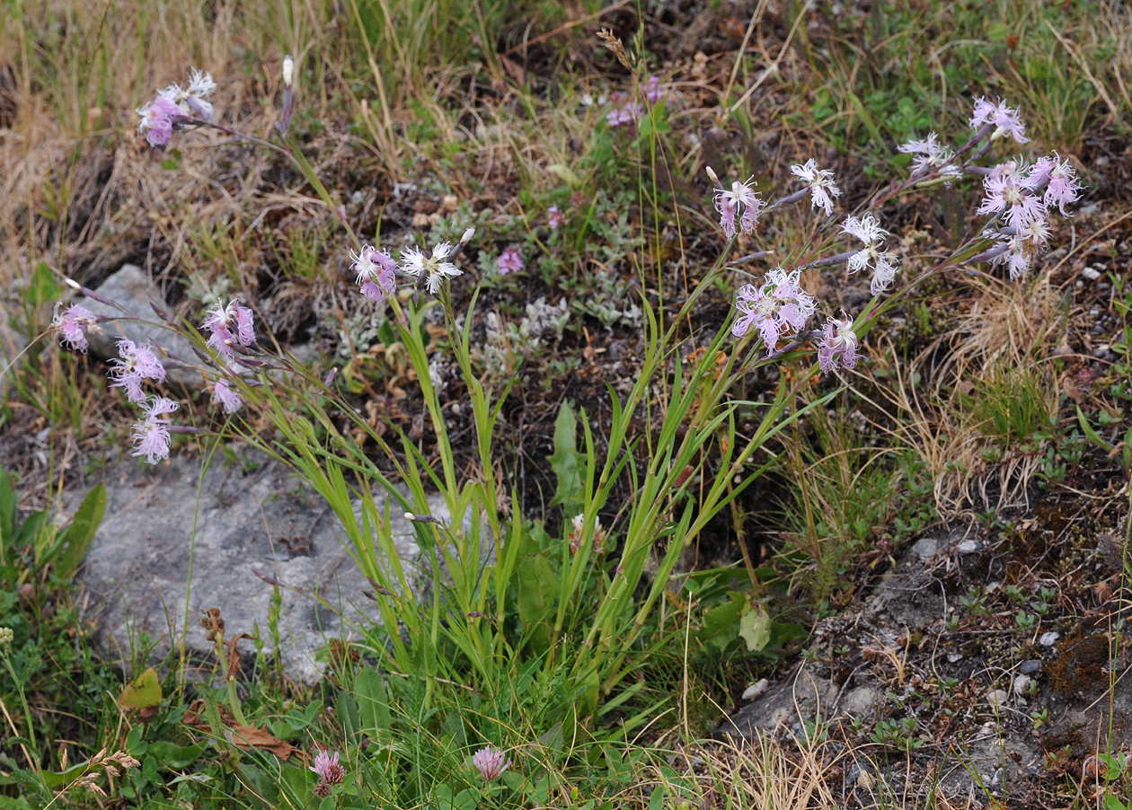Dianthus superbus.2.jpg