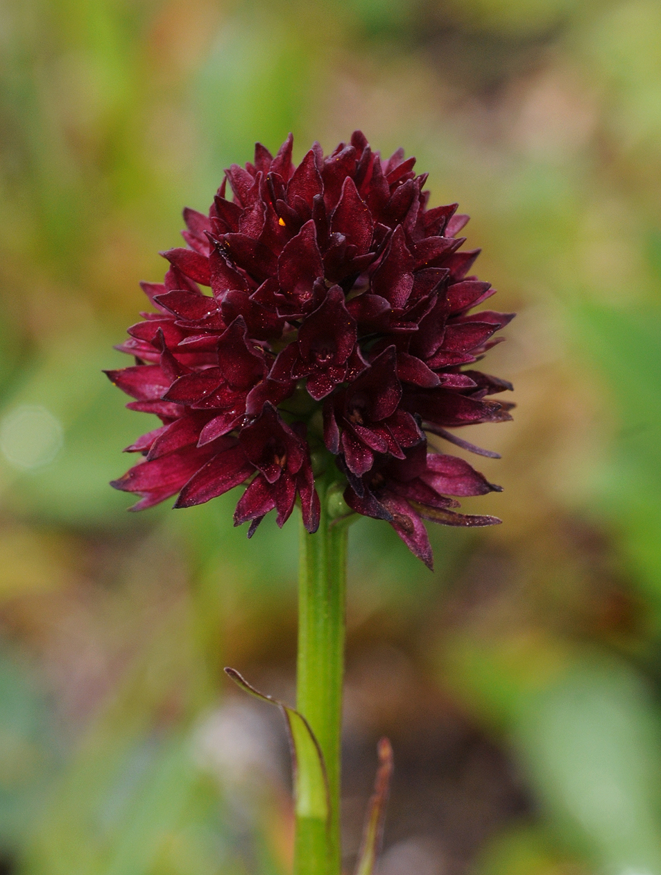 Gymnadenia rhellicani. Close-up (3).jpg