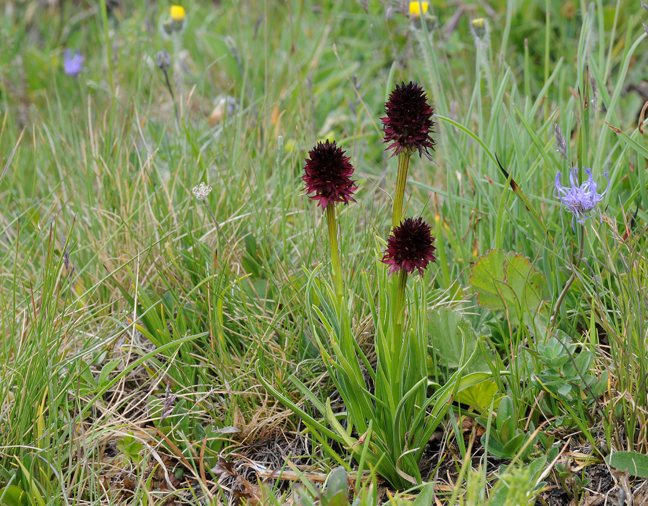 Gymnadenia rhellicani.jpg