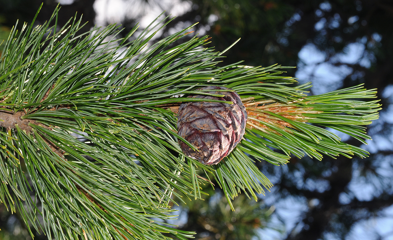 Pinus cembra.jpg