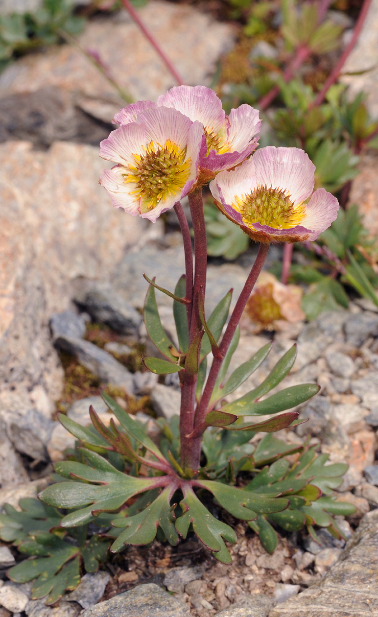 Ranunculus glacialis.jpg