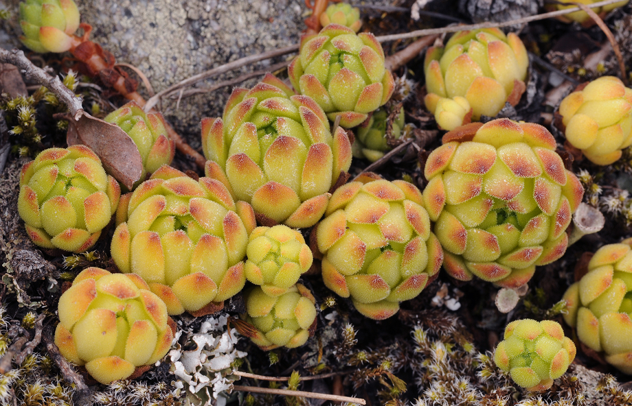 Sempervivum montanum.2 (2).jpg