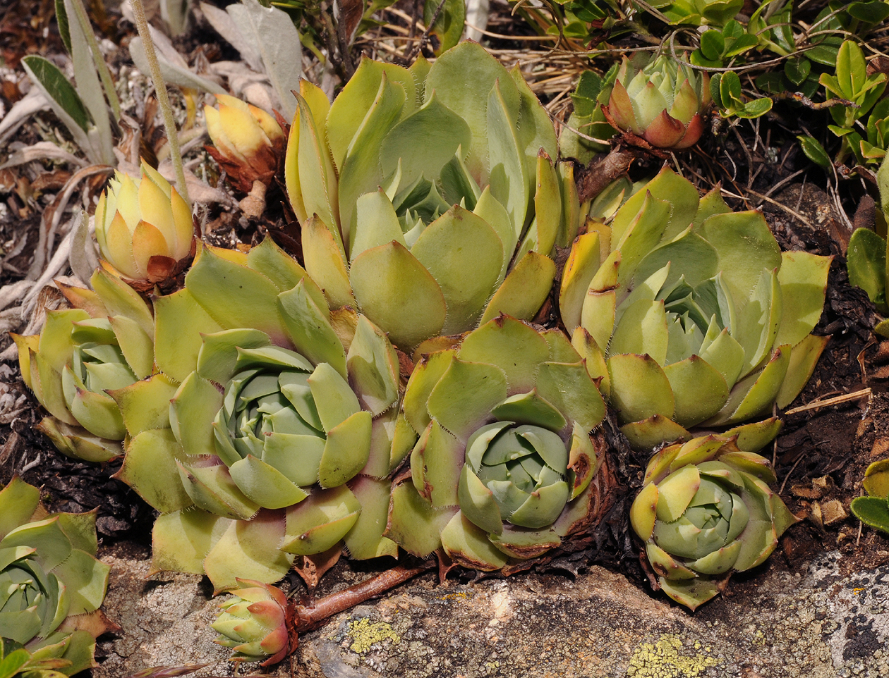 Sempervivum wulfenii.jpg