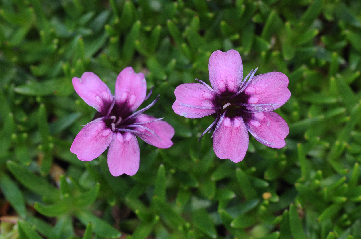 Silene acaulis. Close-up.jpg