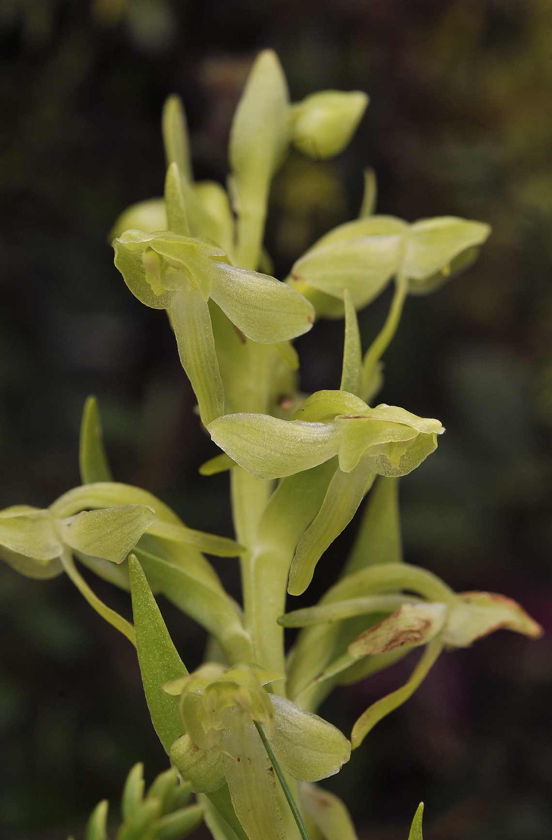 Platanthera azorica. Close-up.jpg