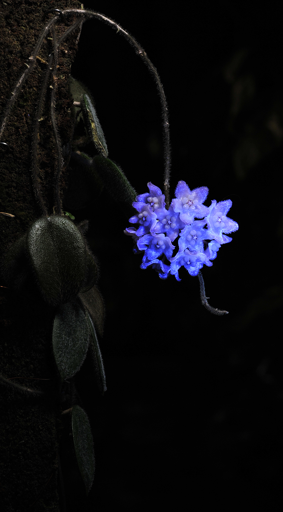 Hoya thomsonii UV.jpg
