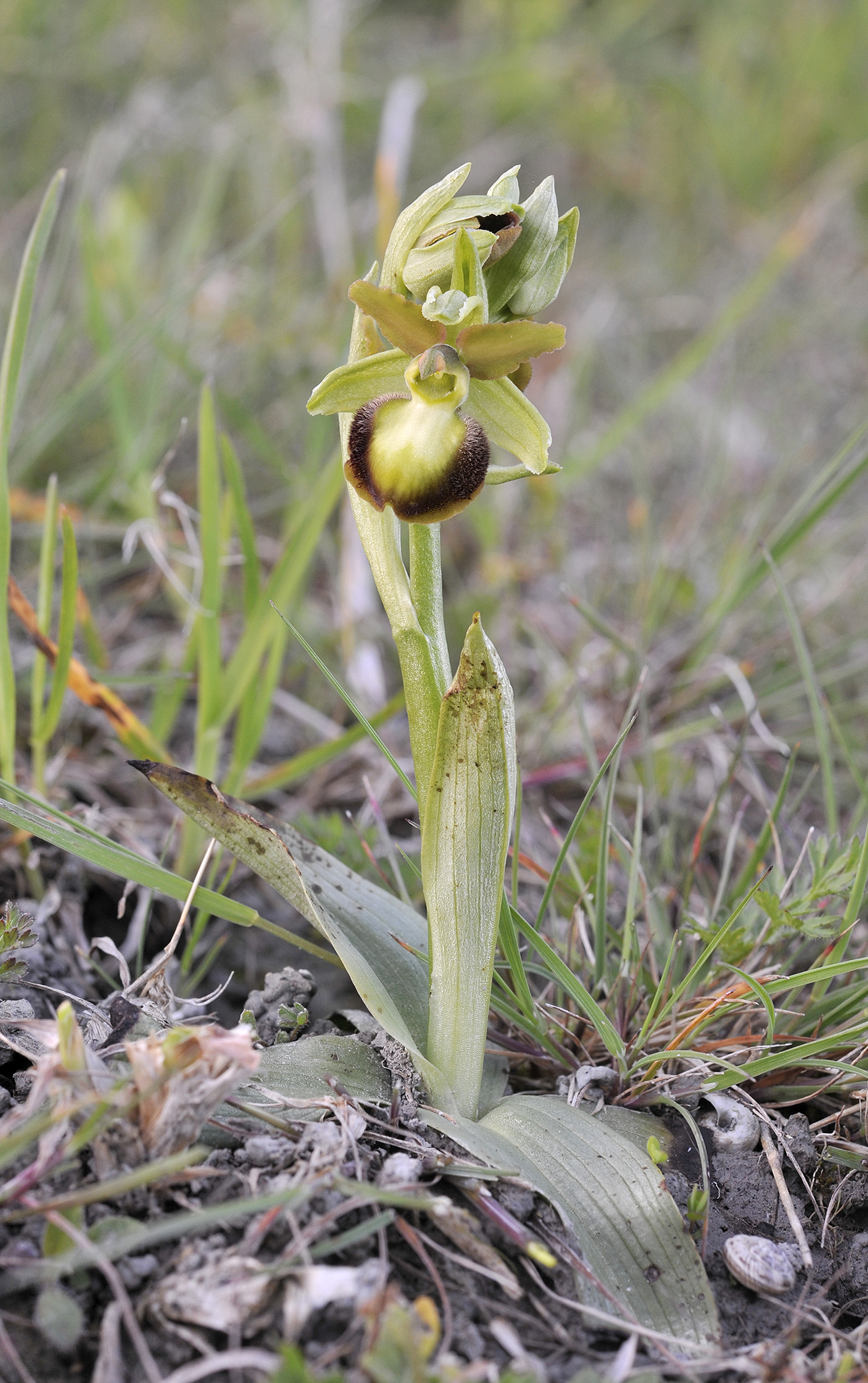 Ophrys sphegodes mutant.2.jpg