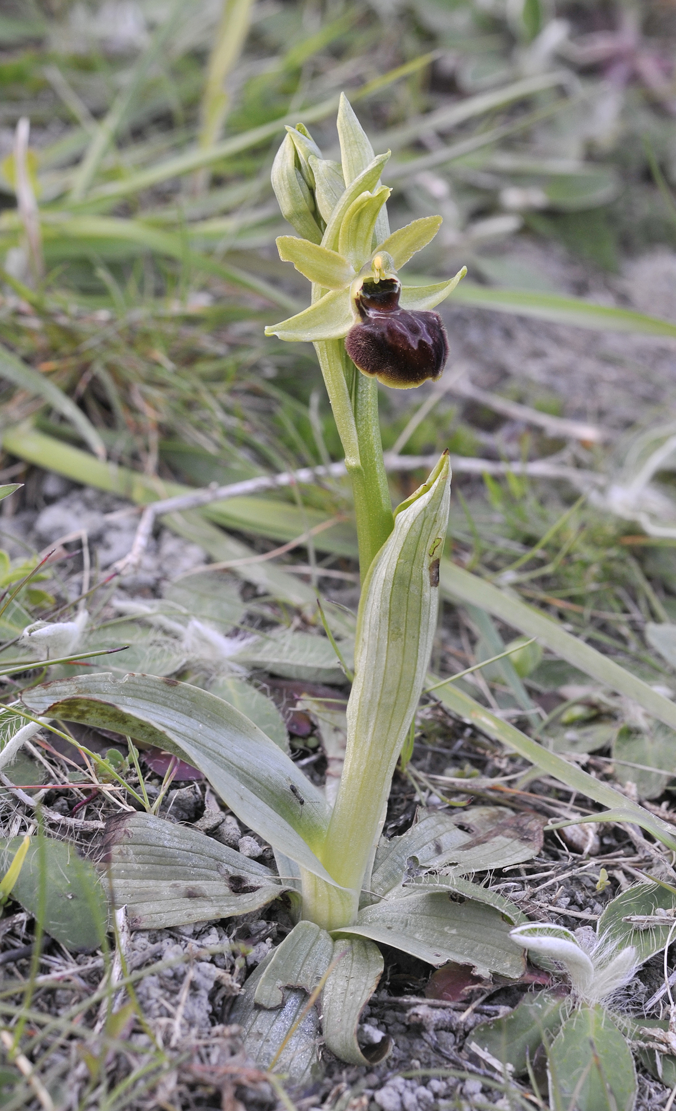 Ophrys sphegodes.jpg