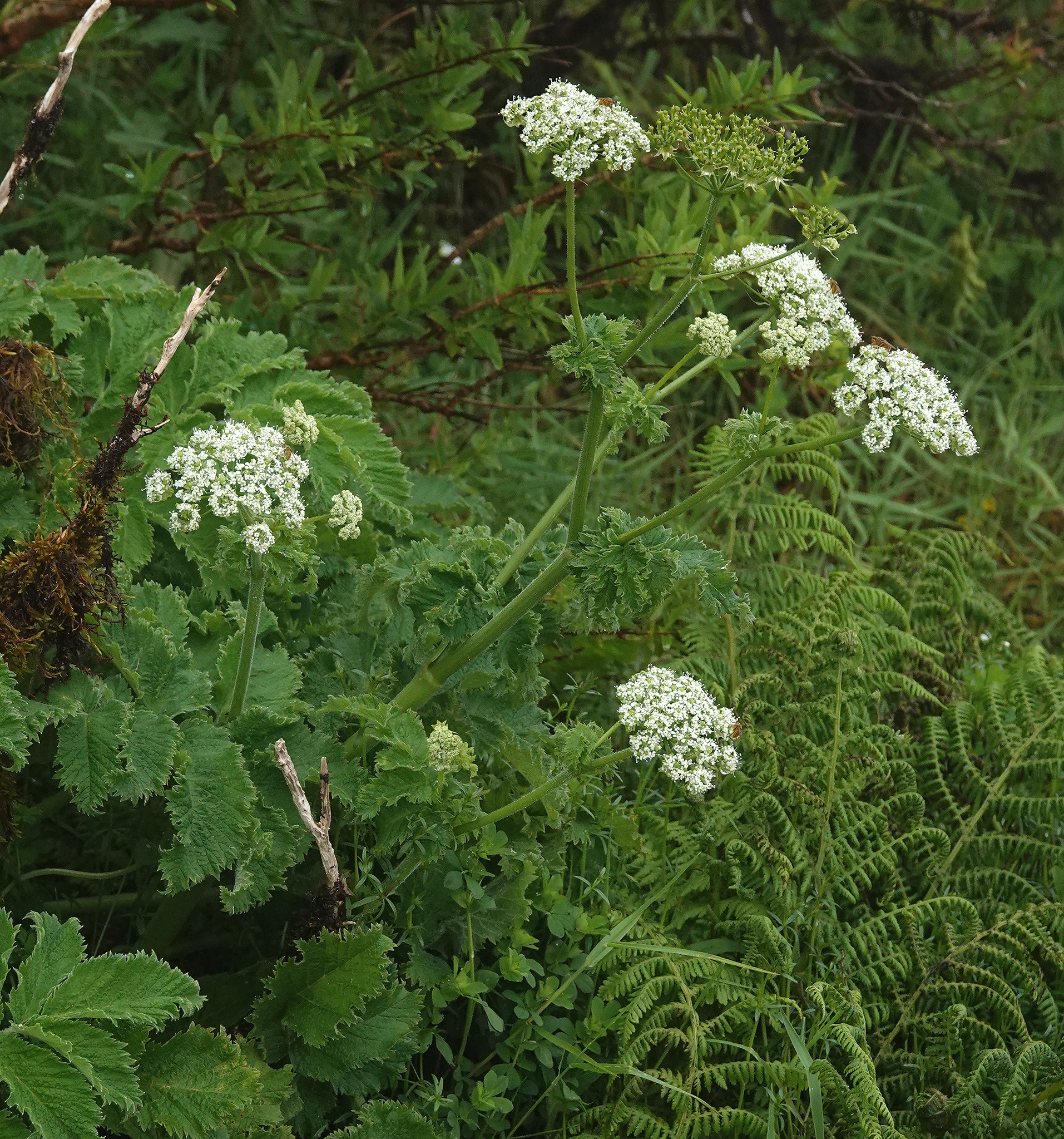 Chaerophyllum azoricum.Closer.3.jpg
