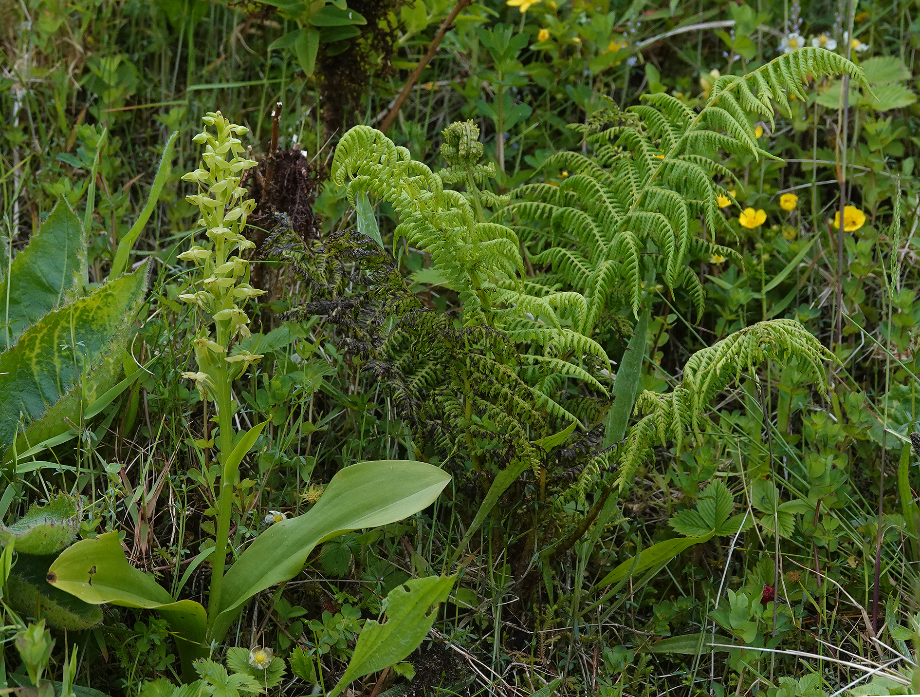 Platanthera azorica.12.jpg