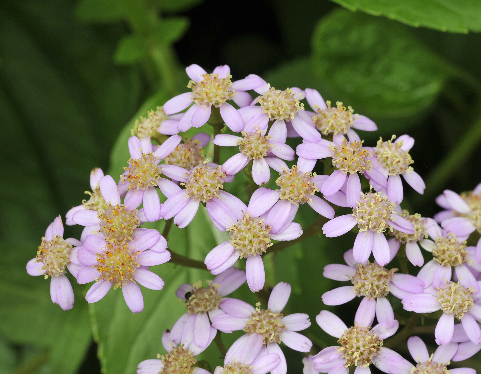 Pericallis malvifolia Close-up.jpg