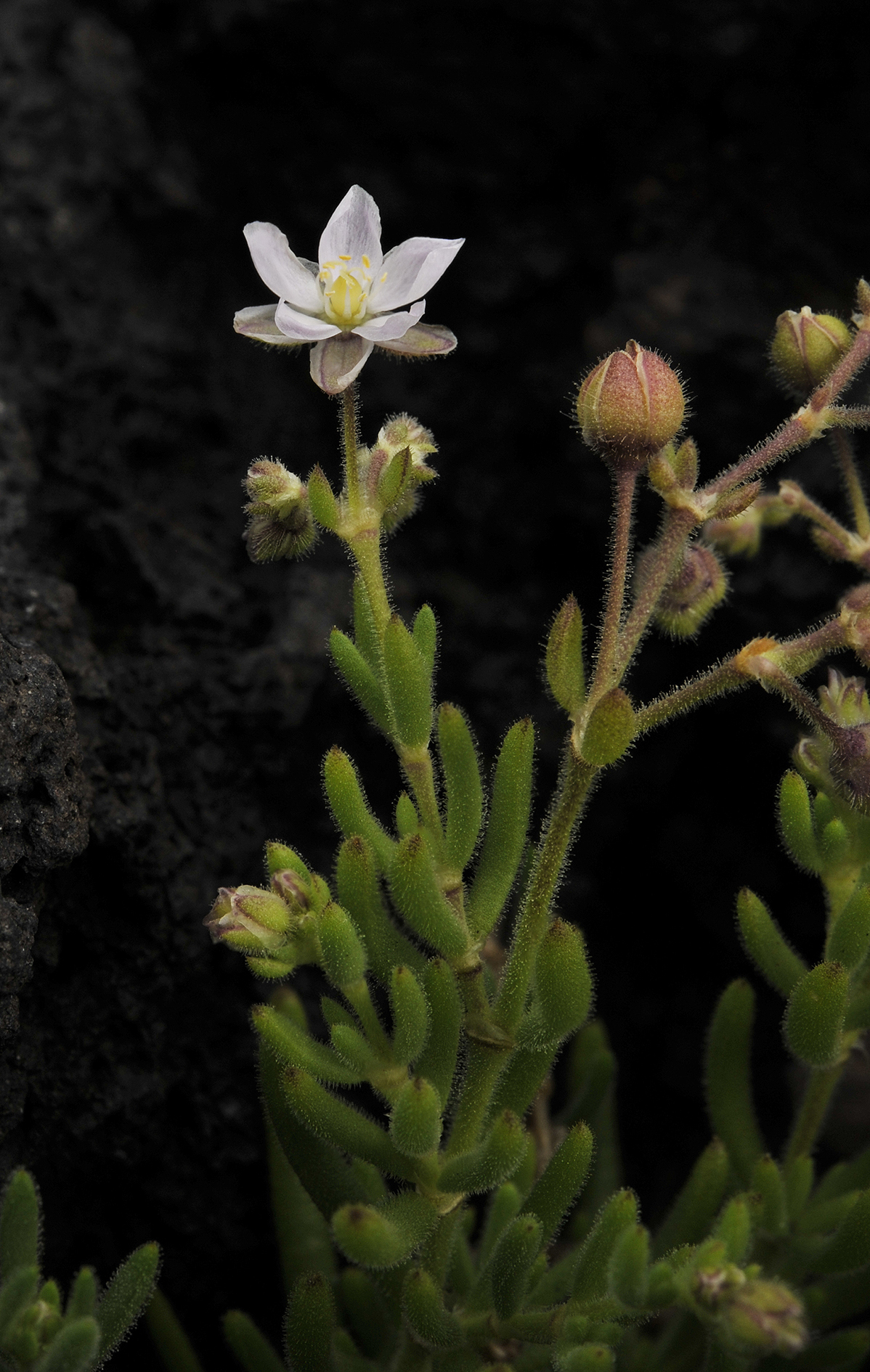 Spergularia azorica. Closer.2.jpg