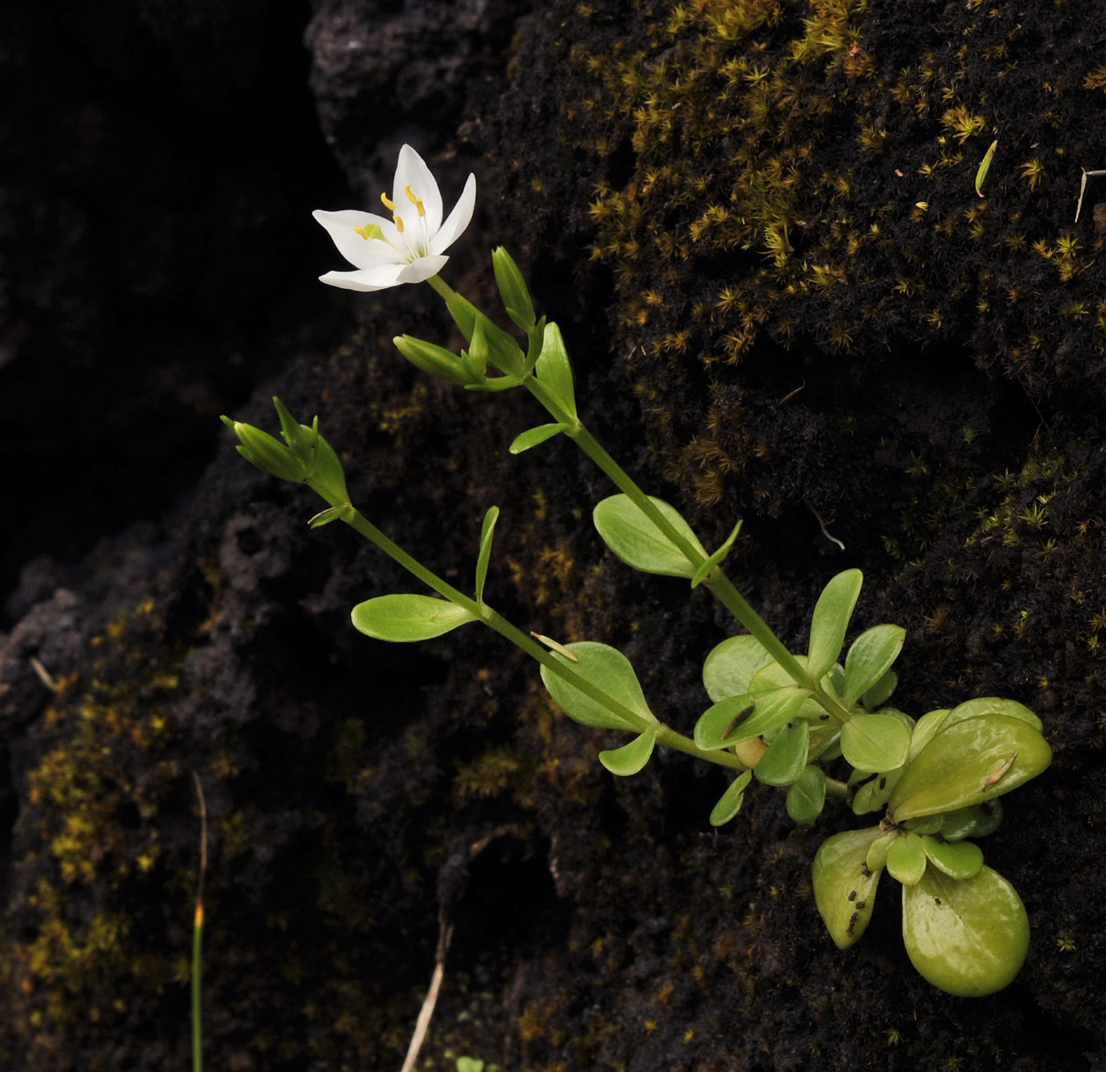 Centaurium scilloides.8.jpg