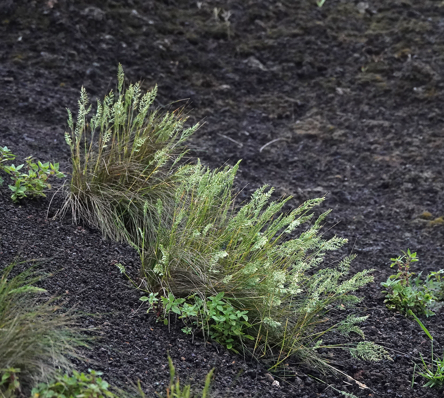 Festuca petraea.11.jpg