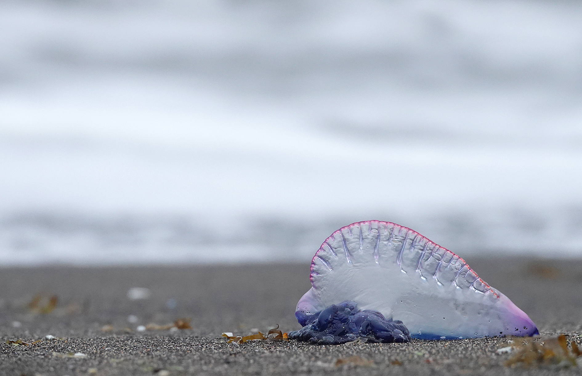 Physalia physalis. Washed ashore.3.jpg