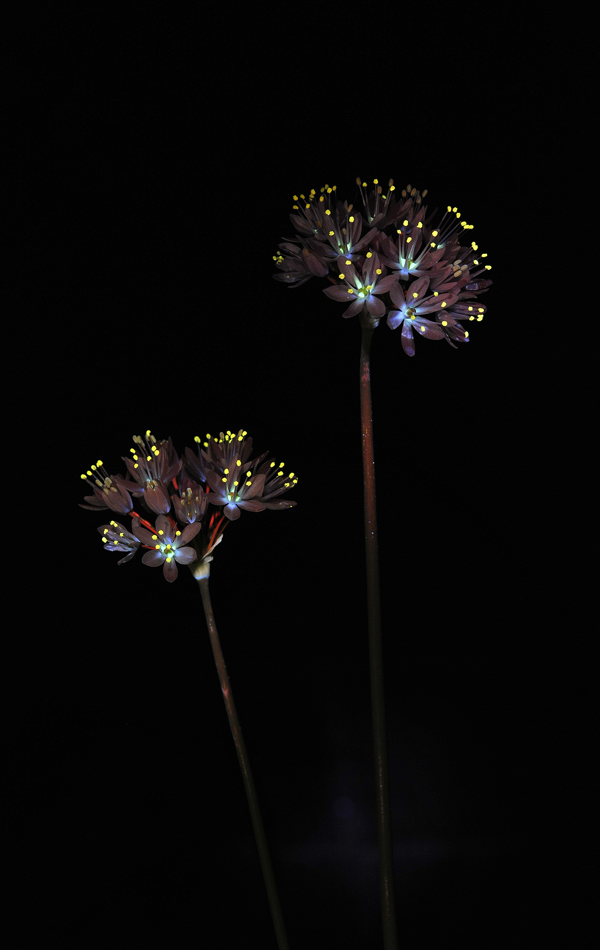 Allium canariense.2. small.jpg