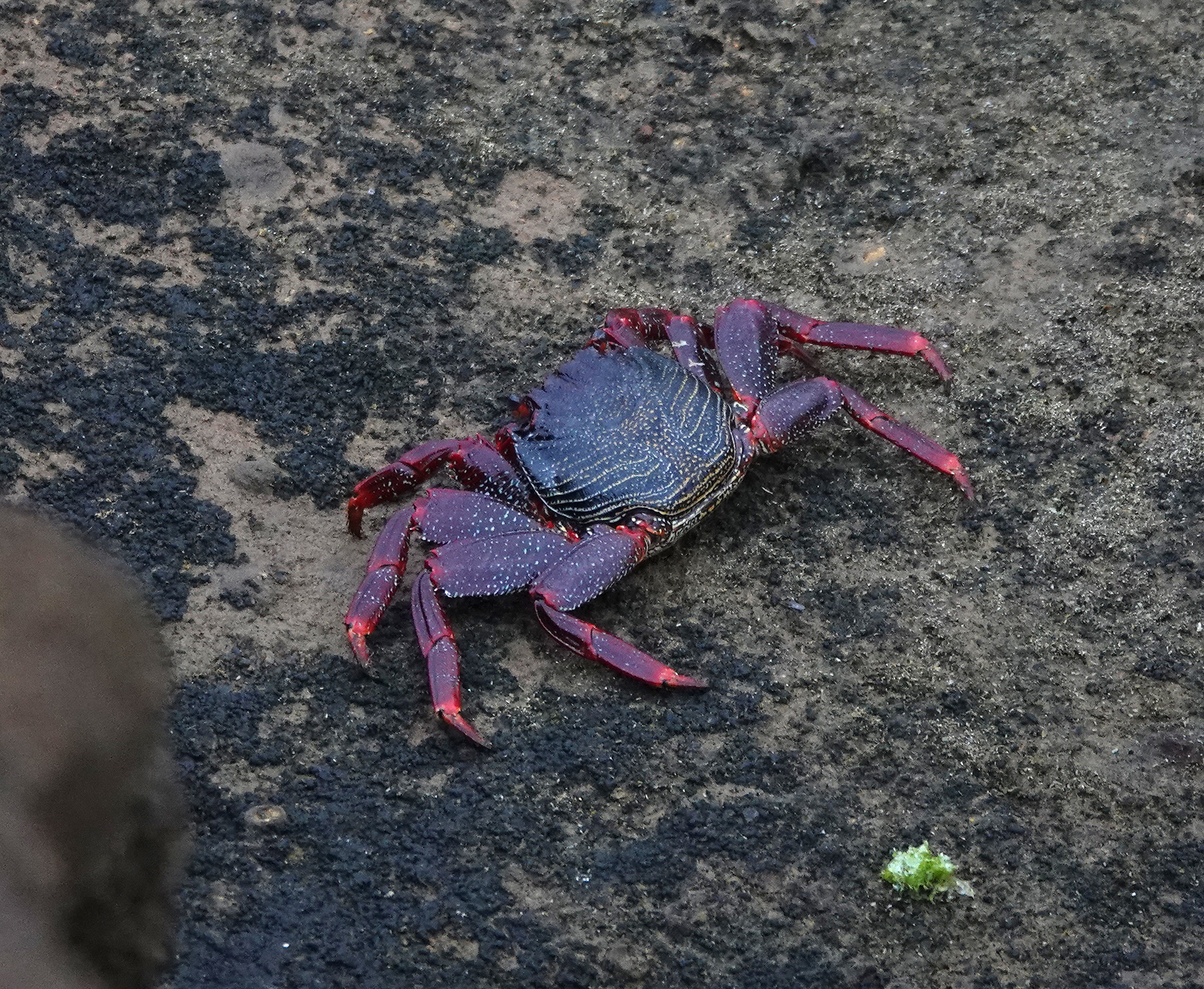 Grapsus adscensionis.jpg