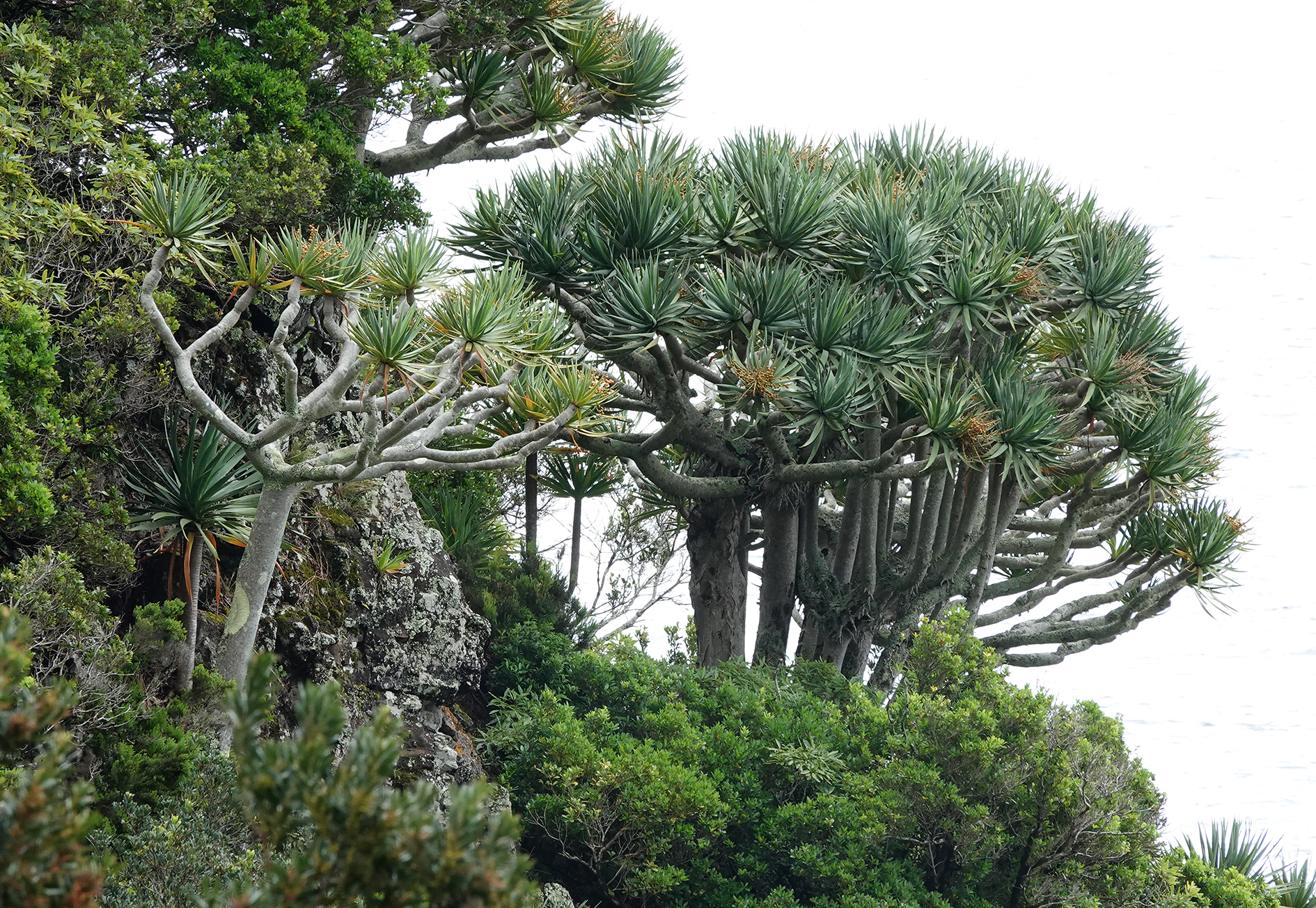 Dracaena draco.21.jpg