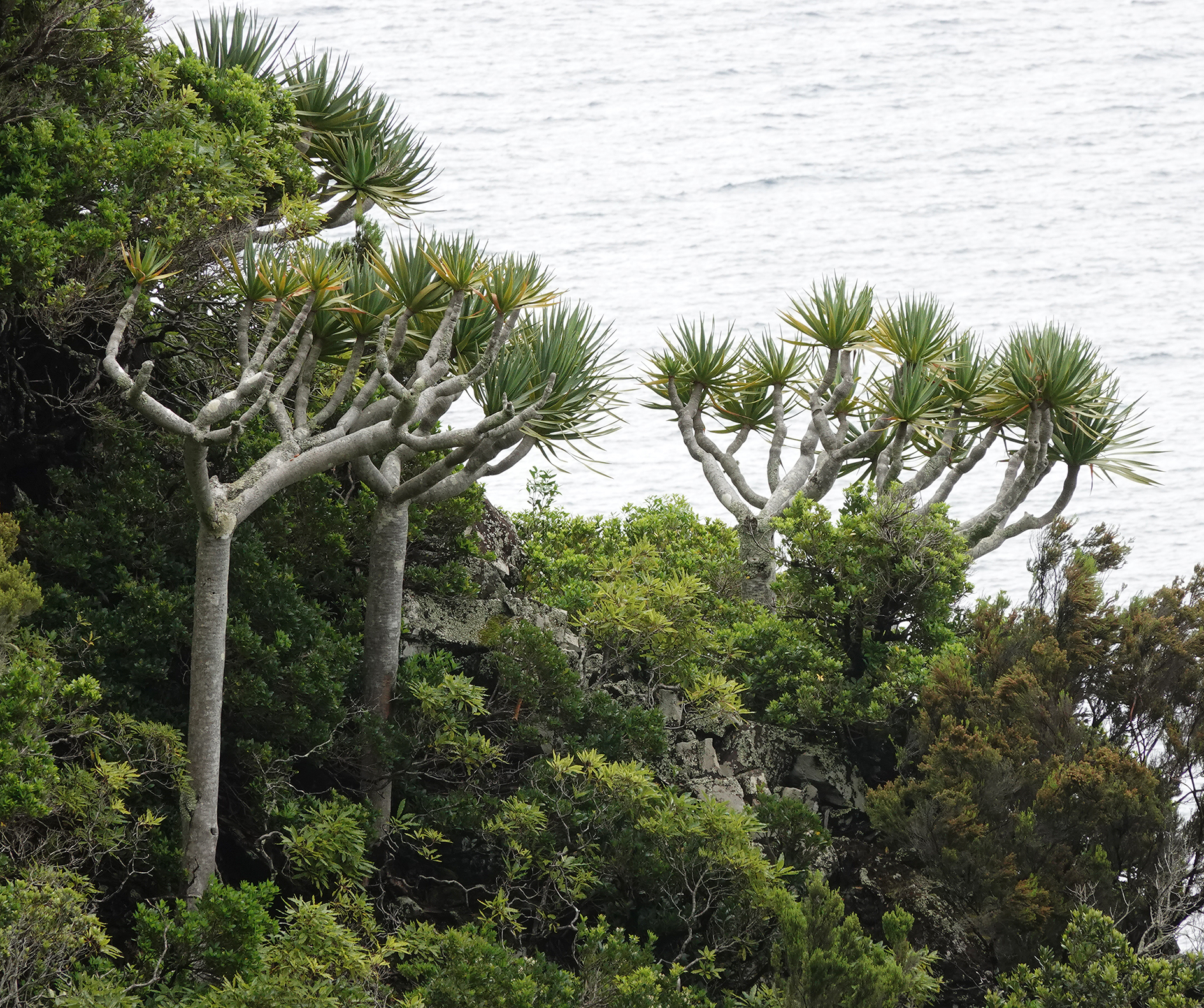 Dracaena draco.23.jpg