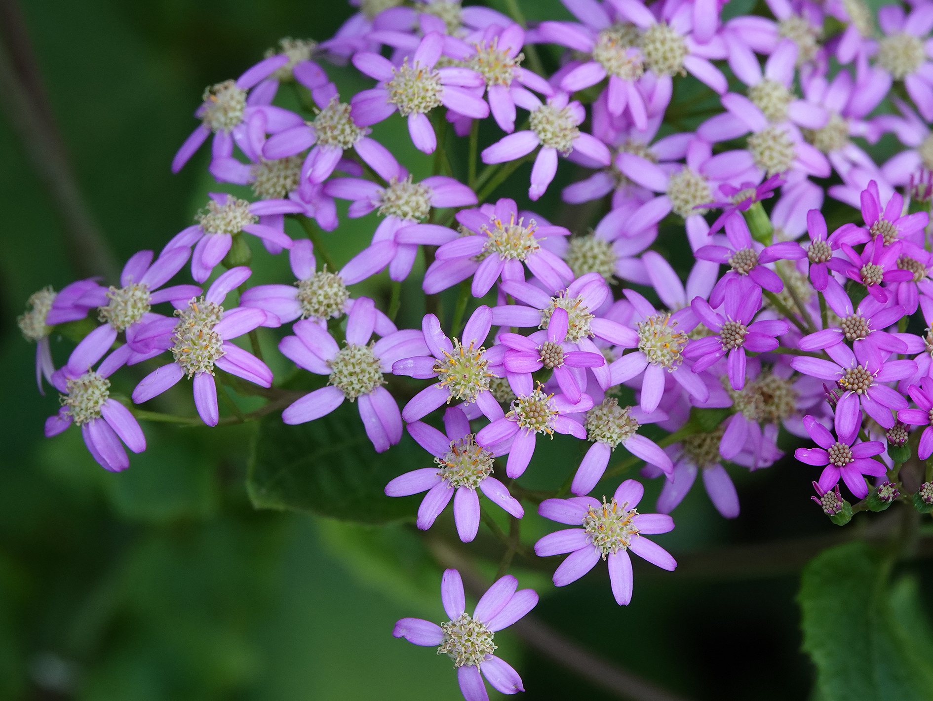 Pericallis malvifolia. Close-up.jpg