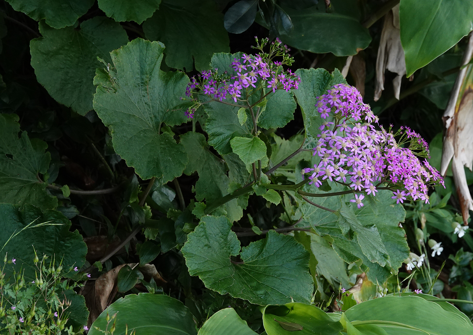 Pericallis malvifolia.2.jpg