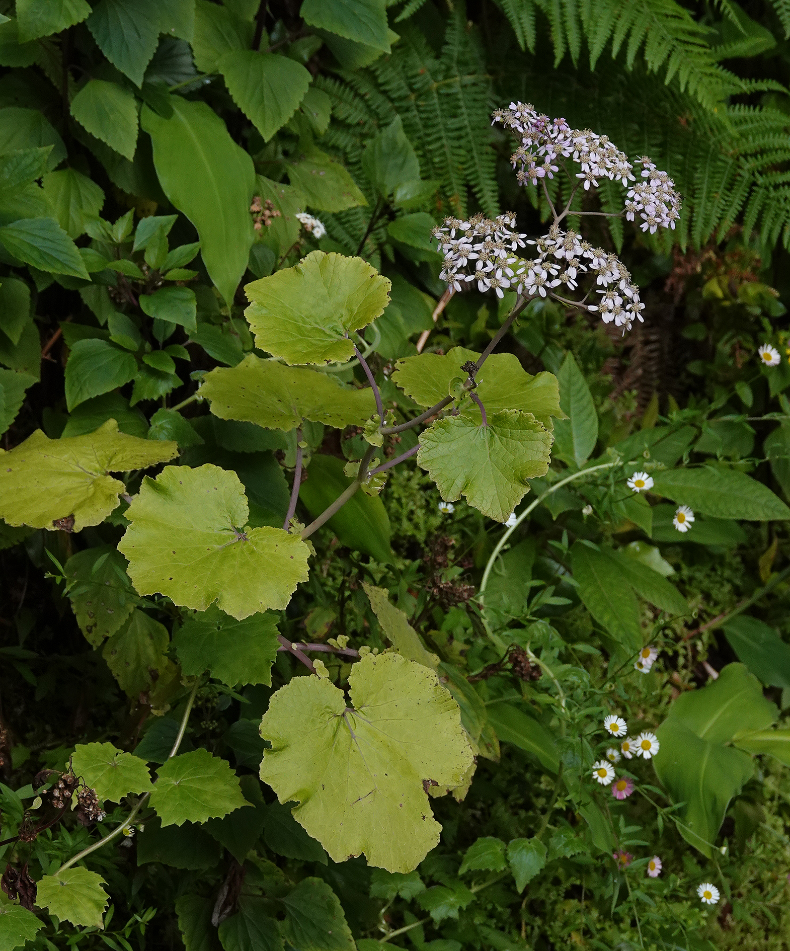 Pericallis malvifolia.jpg