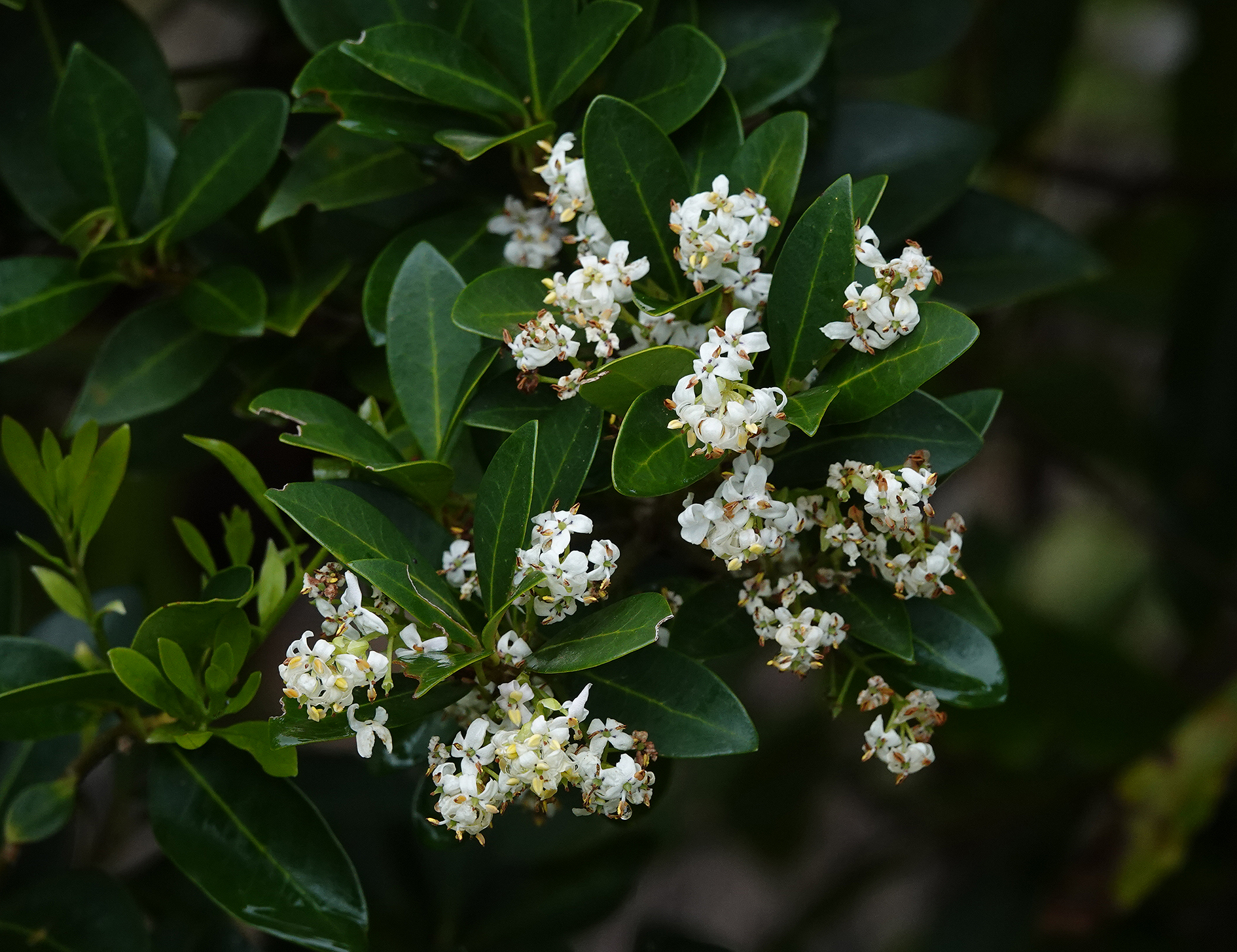 Picconia azorica 4.jpg