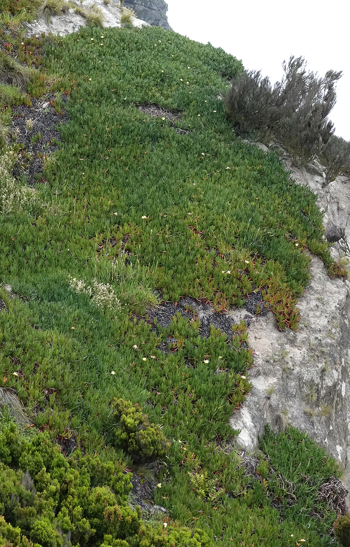Carpobrotus edulis.jpg