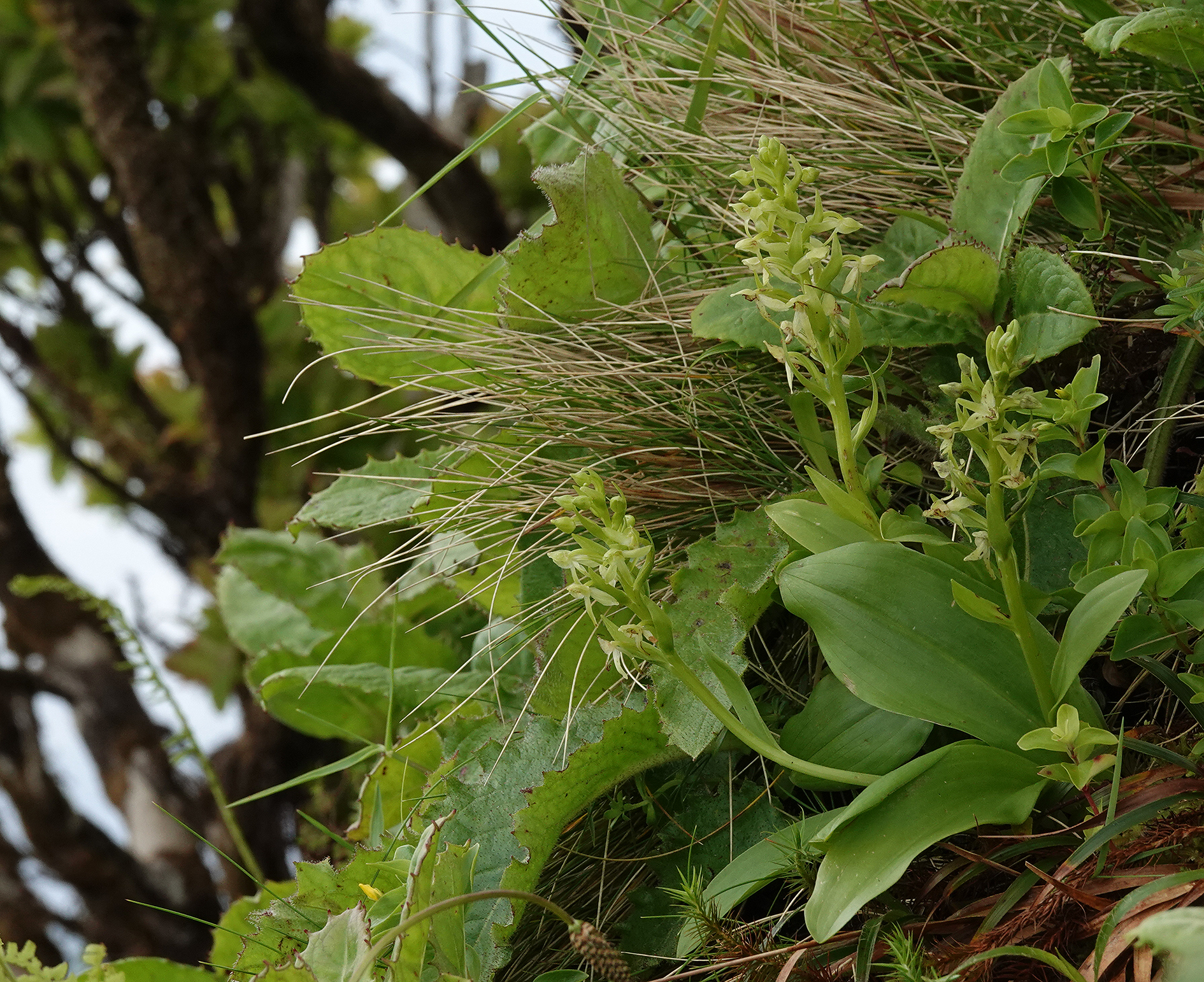 Platanthera azorica.1.jpg