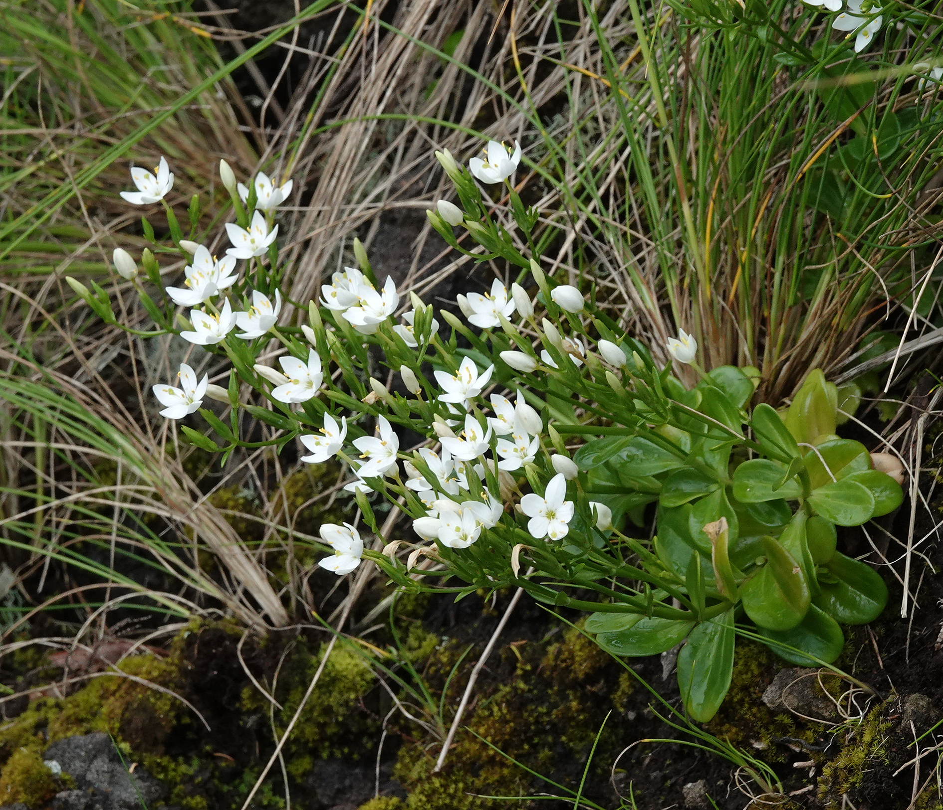 Centaurium scilloides.8.jpg