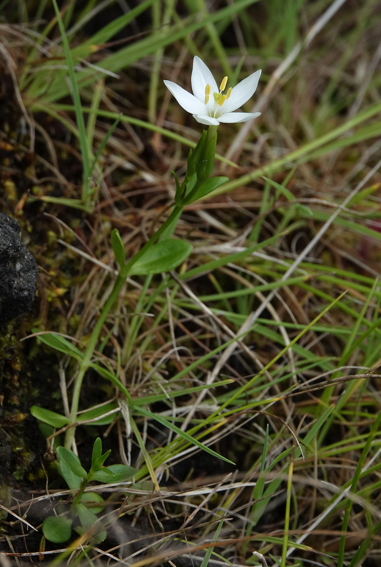 Centaurium scilloides.jpg