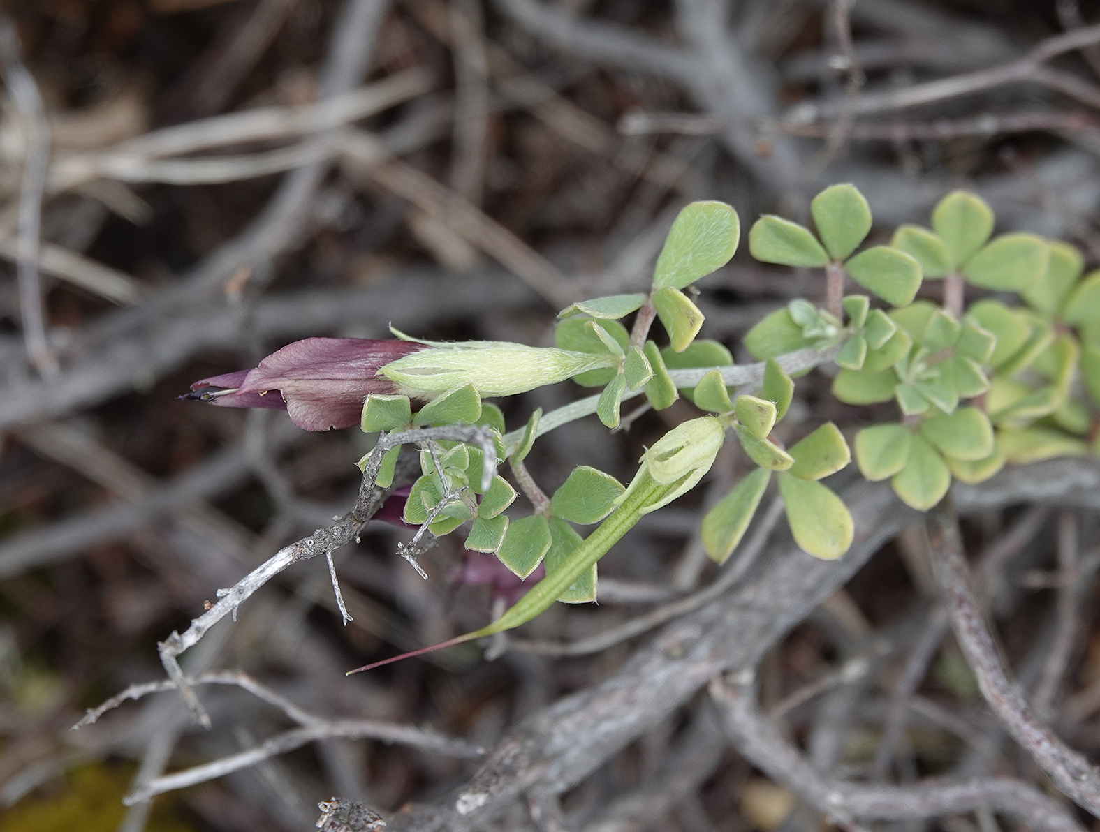 Lotus azoricus. Closer from above.jpg