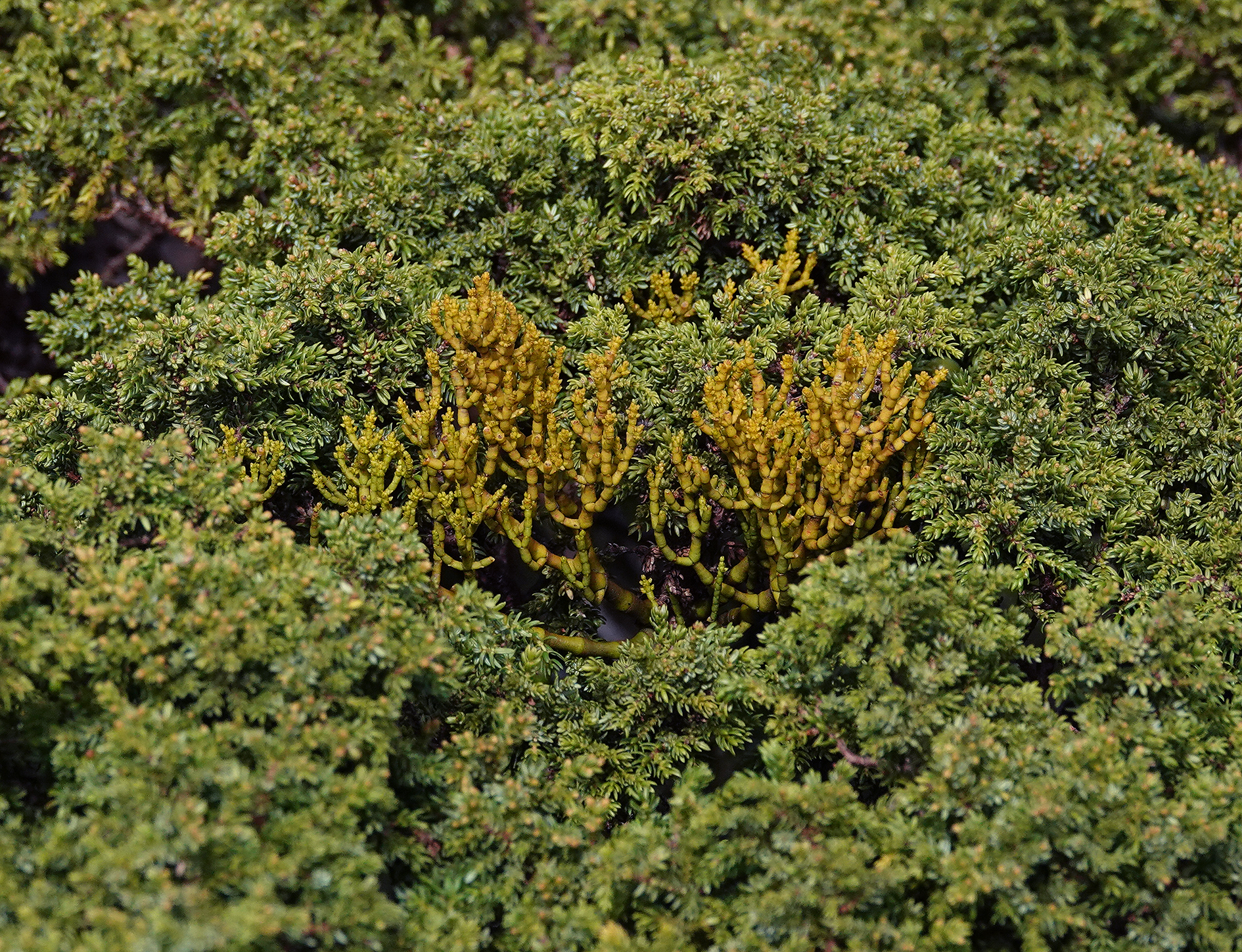 Arceuthobium azoricum.3.jpg