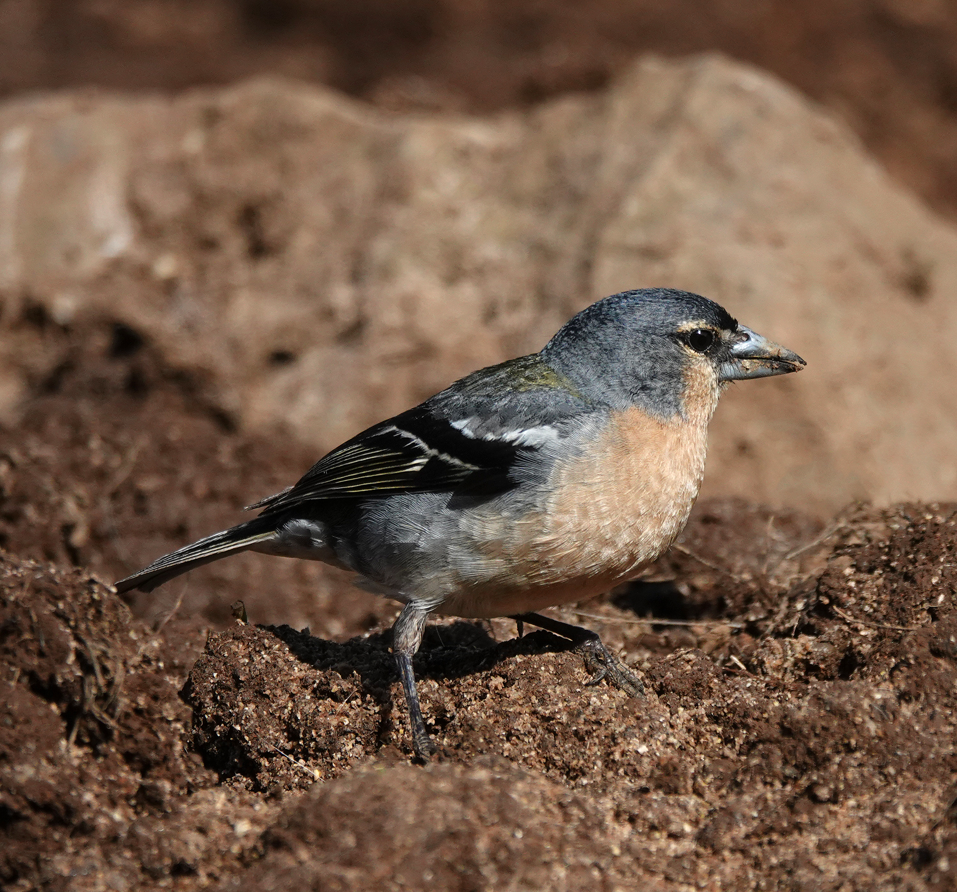 Fringilla moreletti.2.jpg