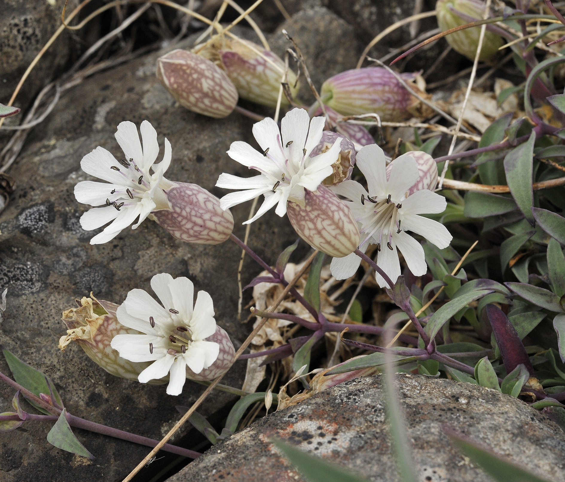 Silene uniflora. Closer.2.jpg