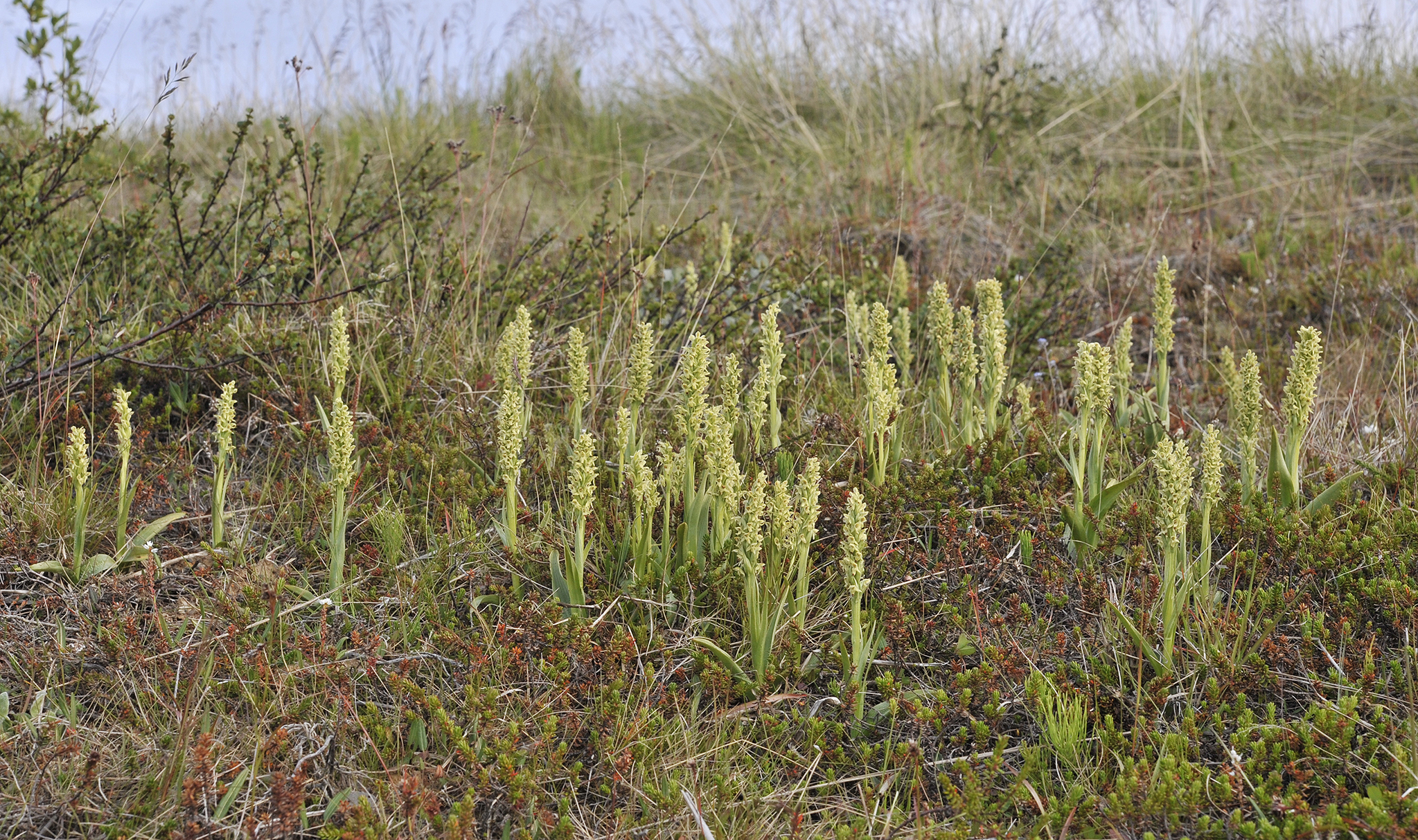 Platanthera hyperborea.3.jpg