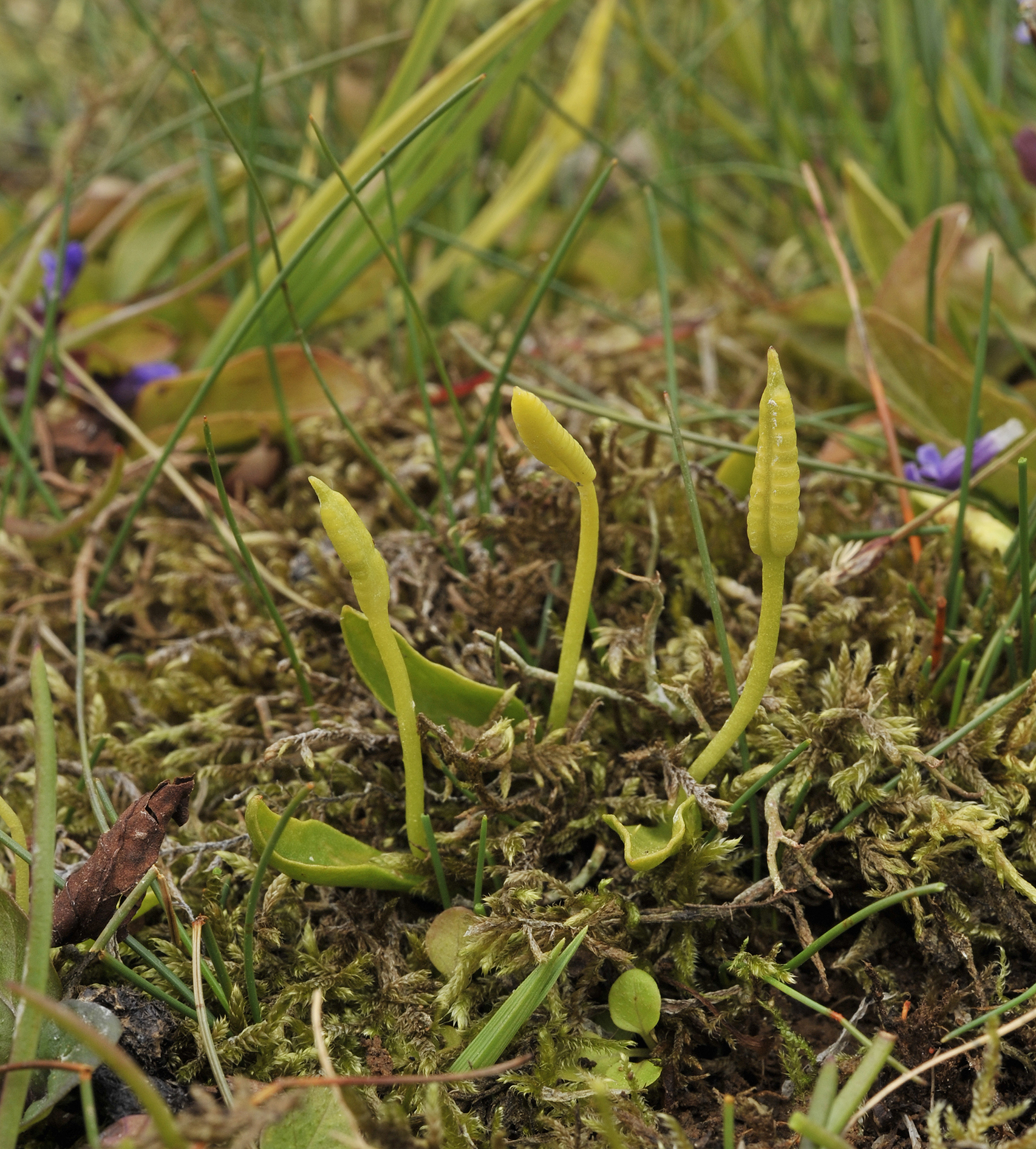 Ophioglossum azoricum.3.jpg