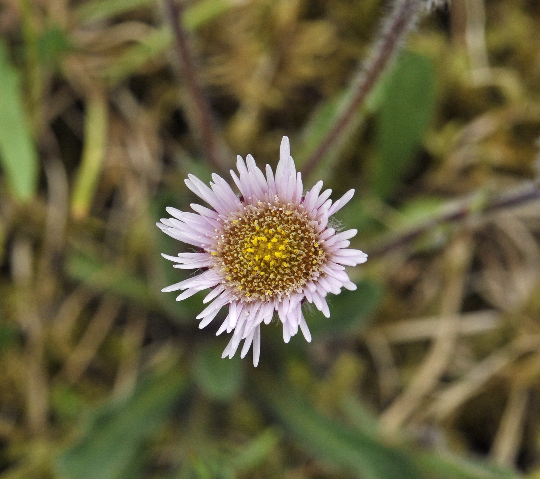 Erigeron borealis. Close-up.jpg