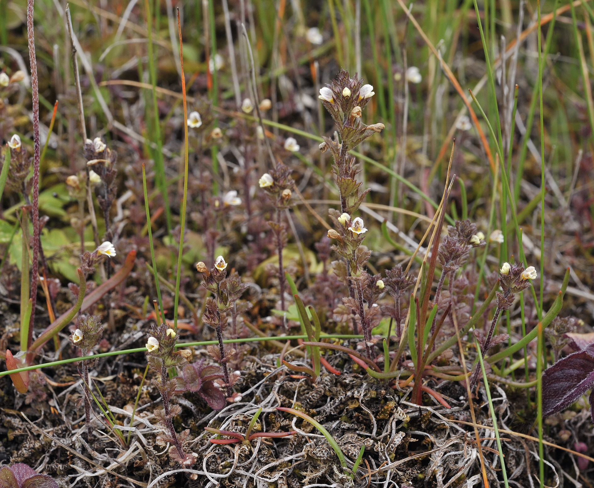 Euphrasia frigida.4.jpg