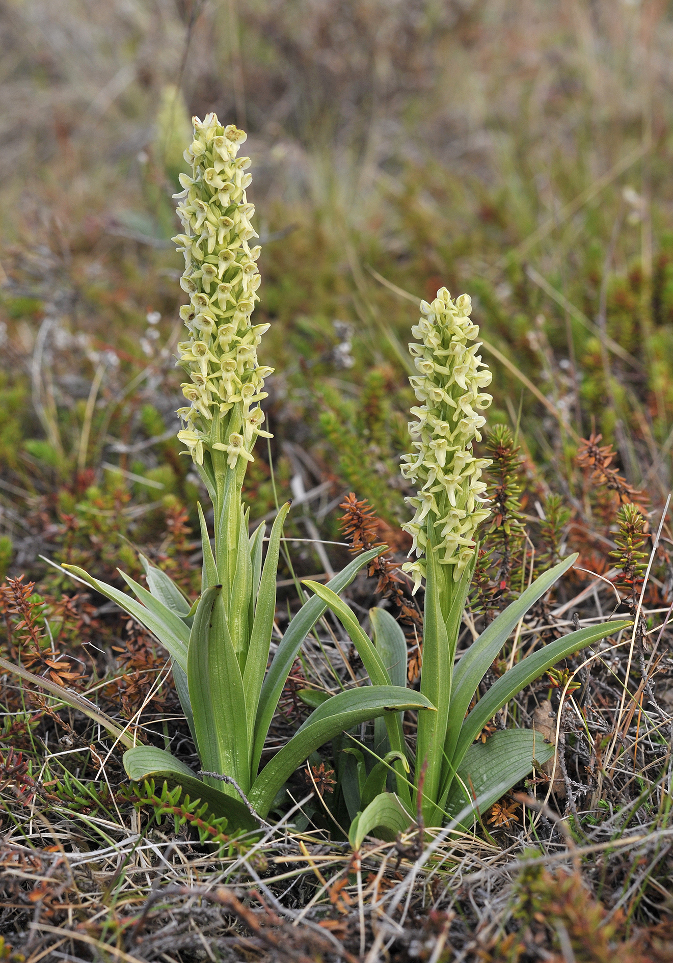 Platanthera hyperborea.8.jpg