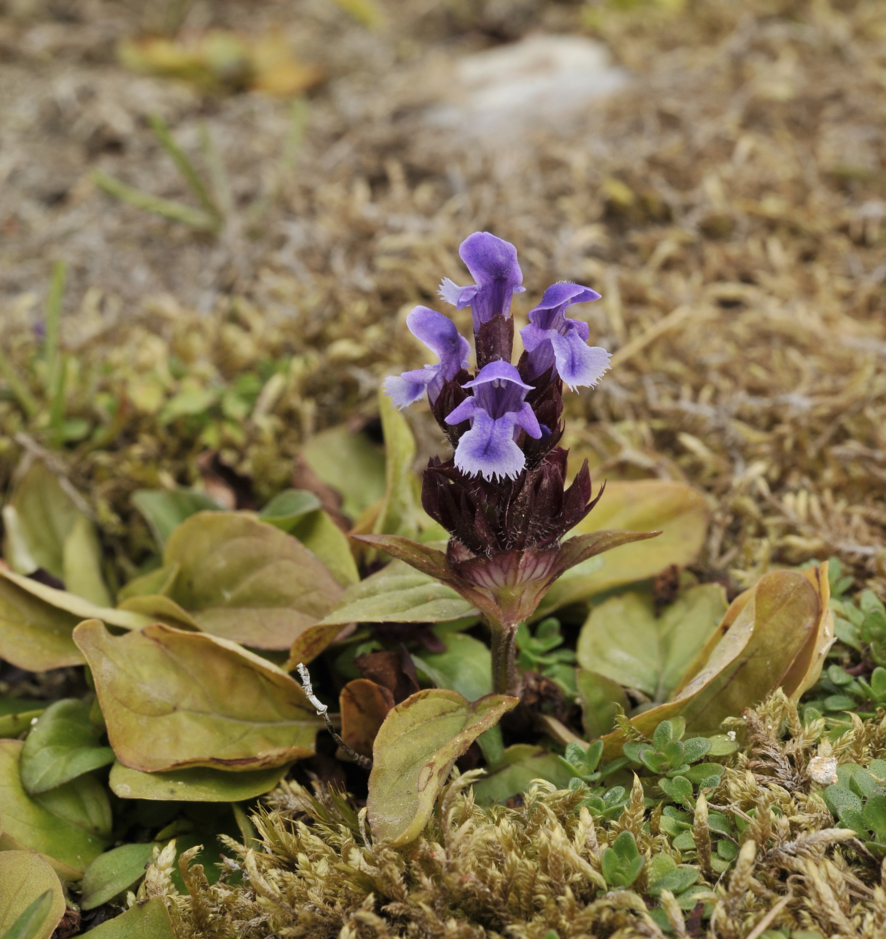 Prunella vulgaris. Close-up.jpg