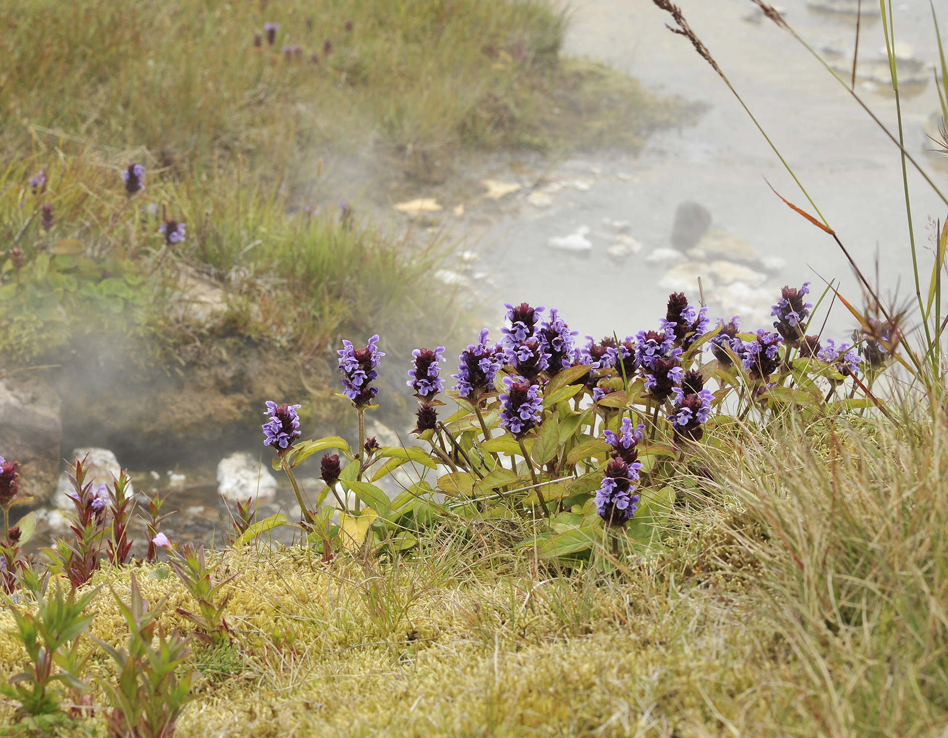 Prunella vulgaris. in thermal fog.2.jpg