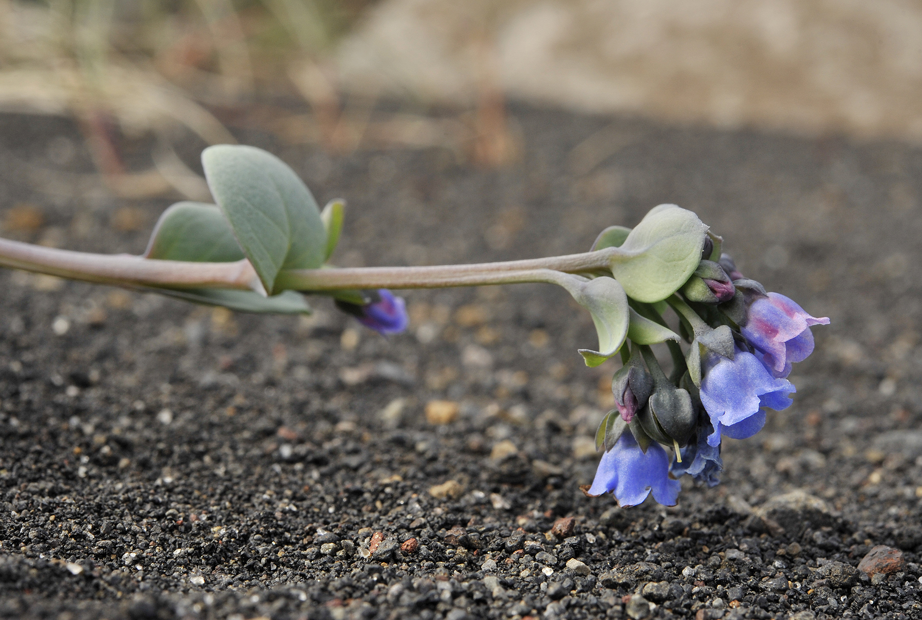 Mertensia maritima Closer.2.jpg