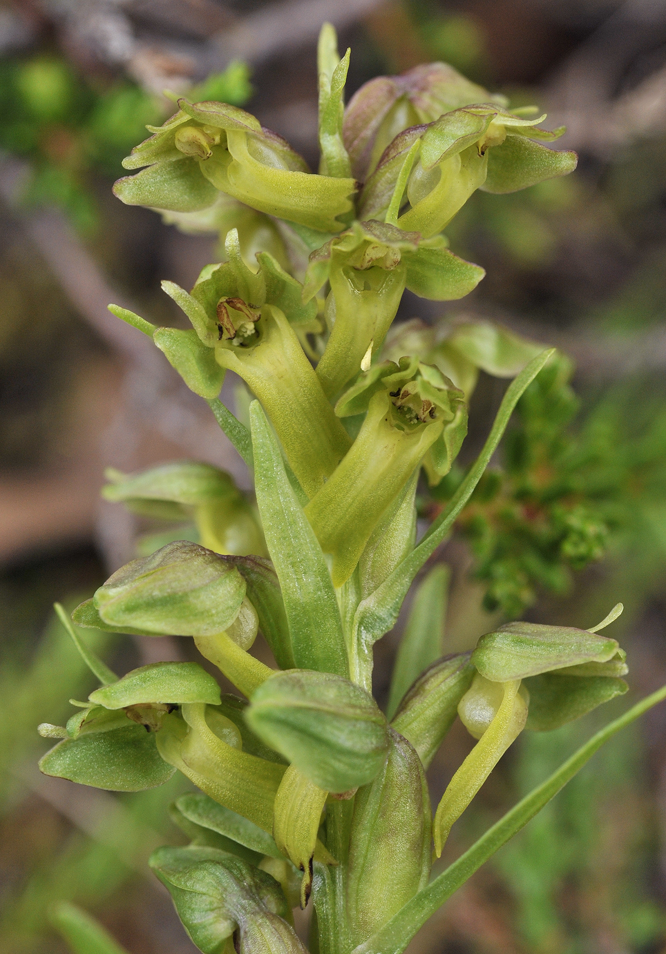Dactylorhiza viridis. Close-up.jpg