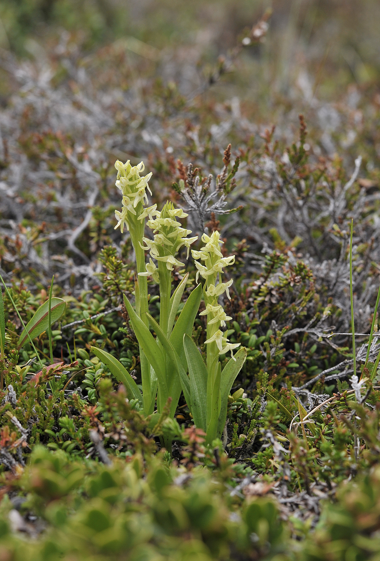 Platanthera hyperborea.5.jpg