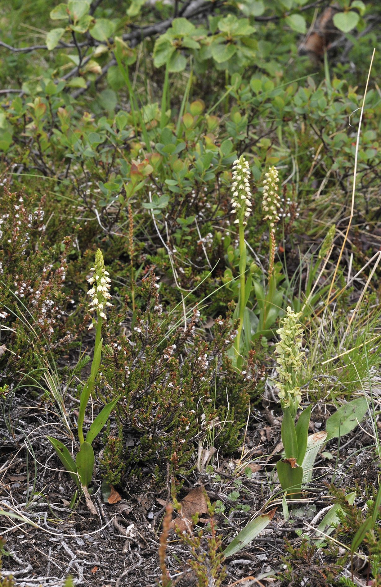 Pseudorchis albida ssp. straminea and Platanthera hyperborea.1.jpg