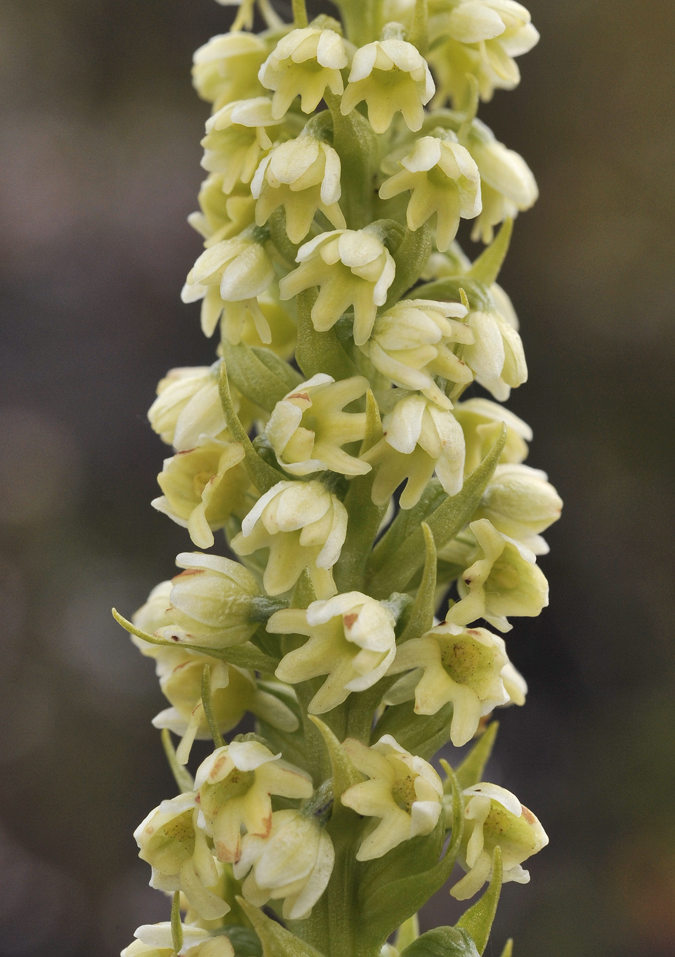 Pseudorchis albida ssp. straminea. Closer.3.jpg
