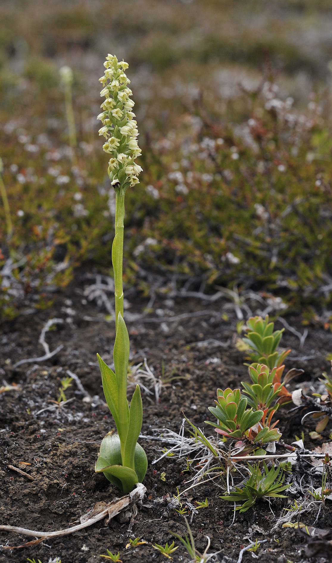 Pseudorchis albida ssp. straminea.4.jpg